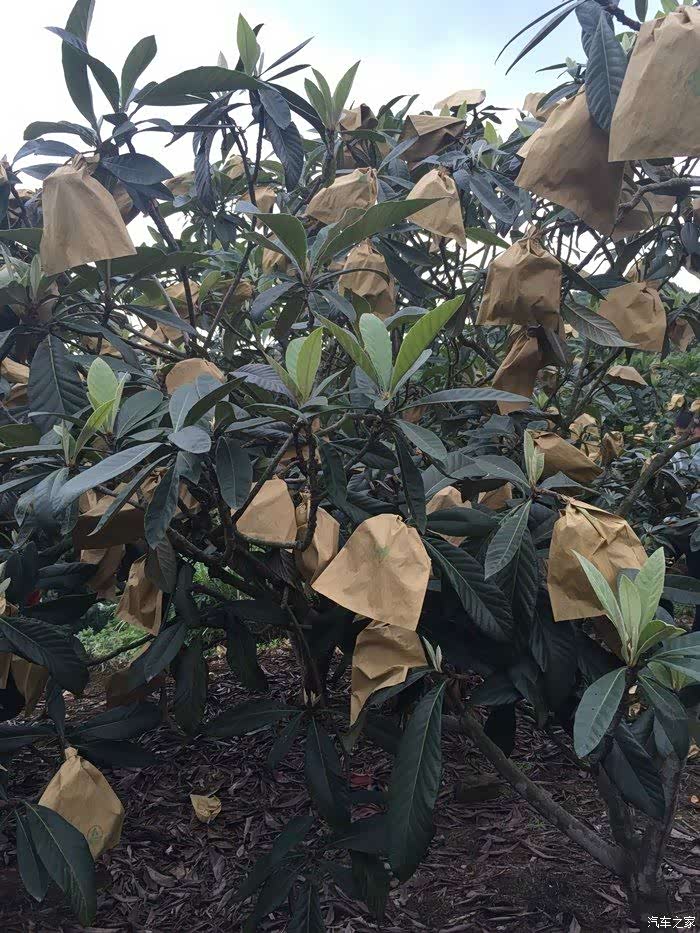 宁波voc-诱人的枇杷之旅