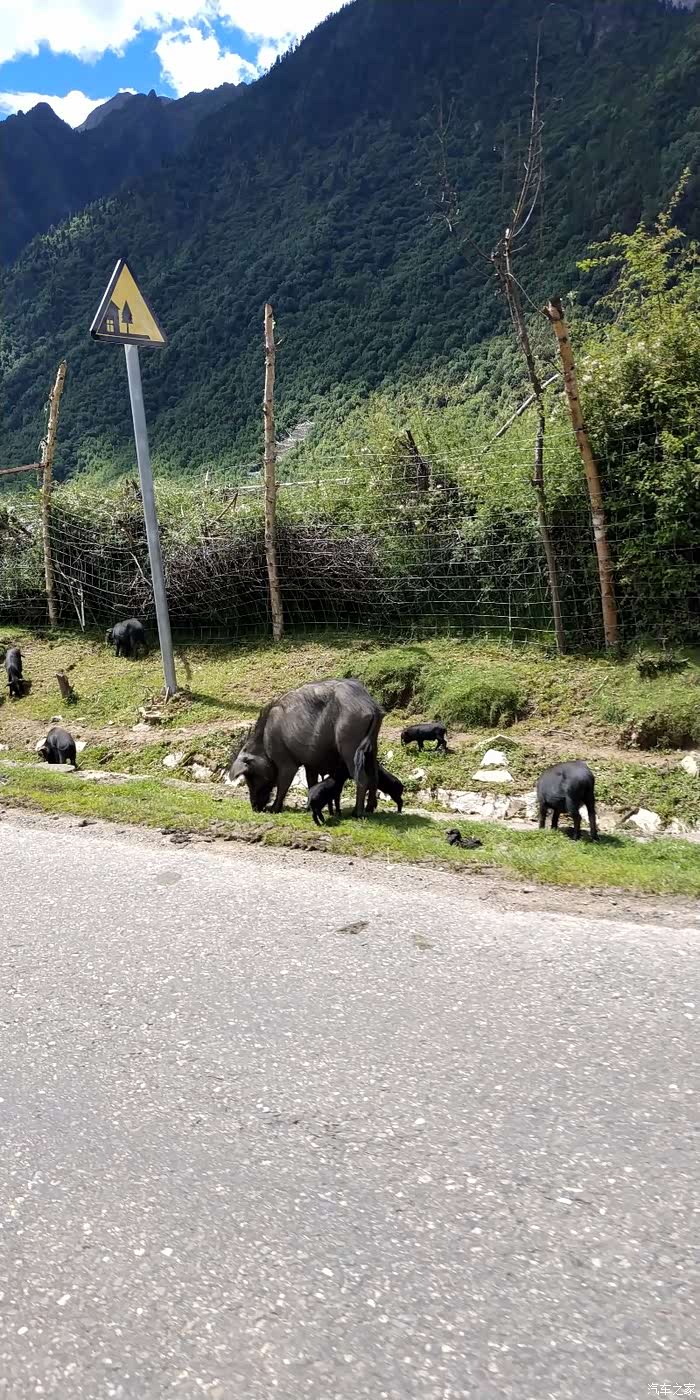 路边藏香猪很多.