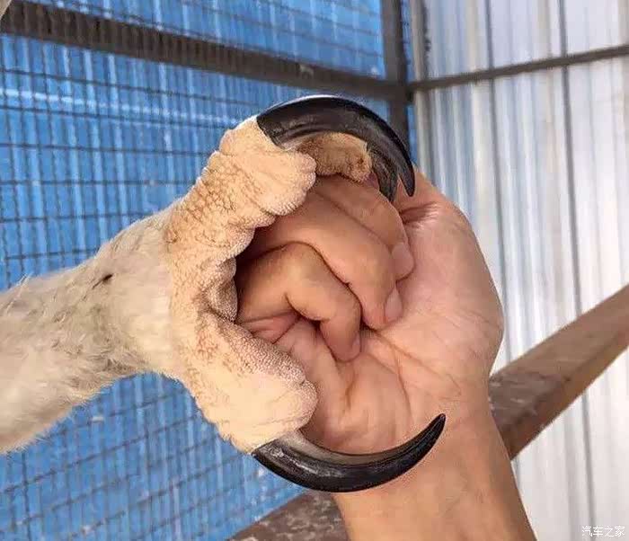 知道为何不要惹老鹰吗?仔细看看它的爪子