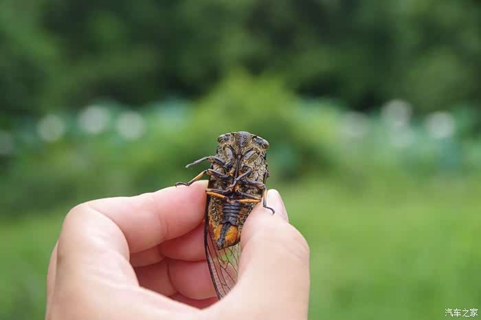 路边草丛中拾一只知了,是公还是母?反正不叫唤