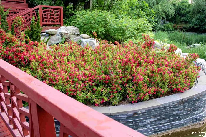 花坛里红的似火的红花!