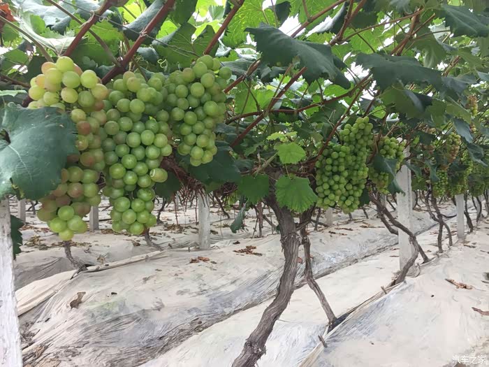 领克01开领克去南汇镇摘葡萄图