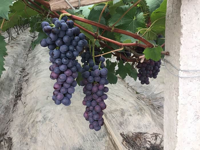 领克01开领克去南汇镇摘葡萄图