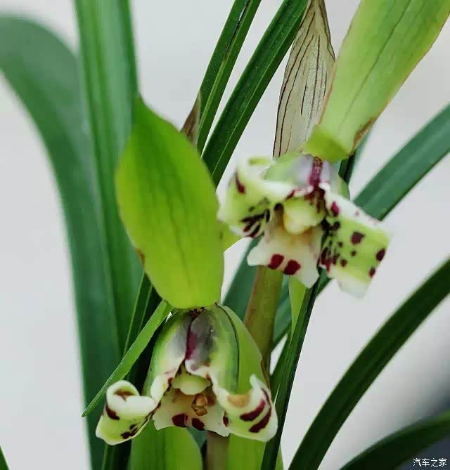 香气清雅蕙草流芳根随拍兰花