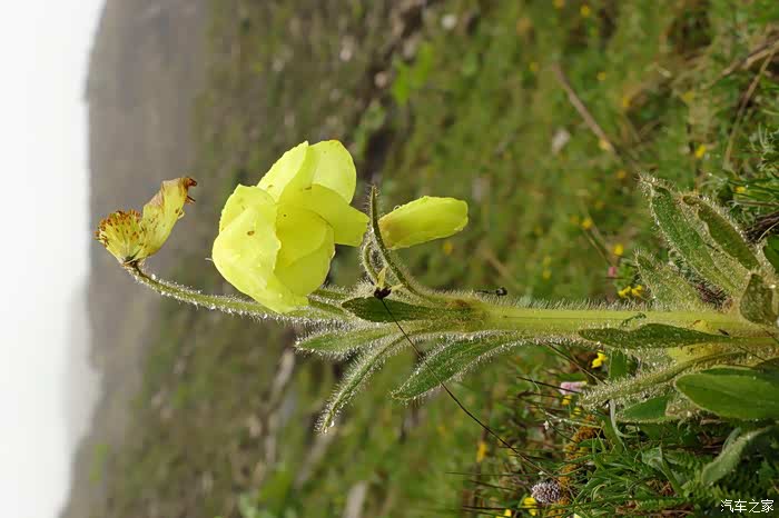夏季---川西高原上的精灵们