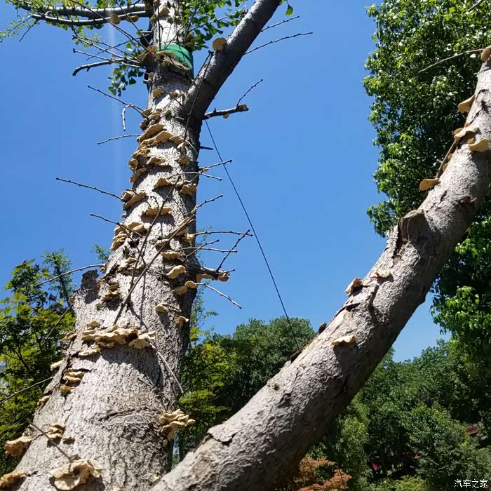 顽强树,都这样全身都长满木耳,树梢还长绿芽