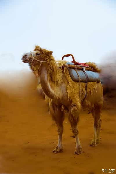 腾格里沙漠里骆驼非常英俊漂亮