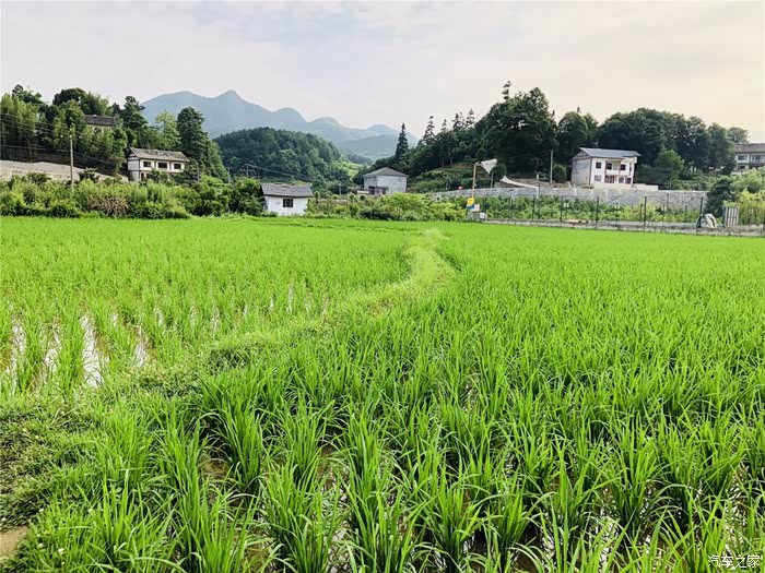 深圳cs75车友会097杜杜夏日的田野