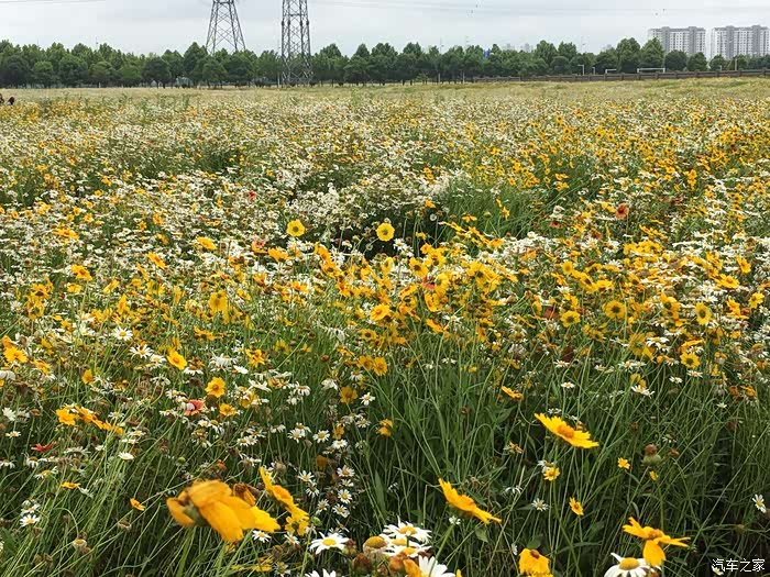 【无锡cs75车友会】蒙蒙细雨驾车探寻无锡网红花海