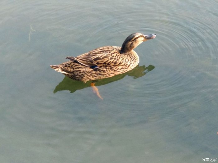 浮在水面鸭子