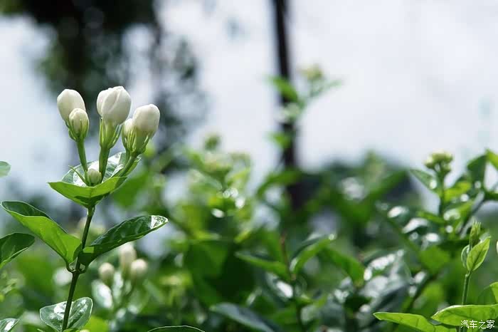科技引领 触发未来#闻花香,盼偶遇,蒙丢丢中华茉莉园一日游