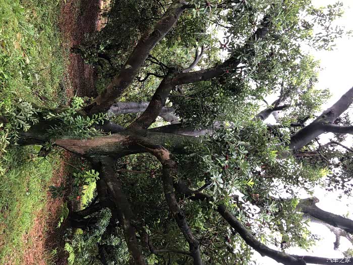 这颗杨梅树年龄已经超50岁.比我大,前辈,您!