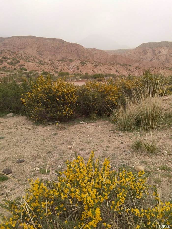 这是传说中骆驼刺,因根系特别发达所以可以在干旱沙漠和戈壁滩生.