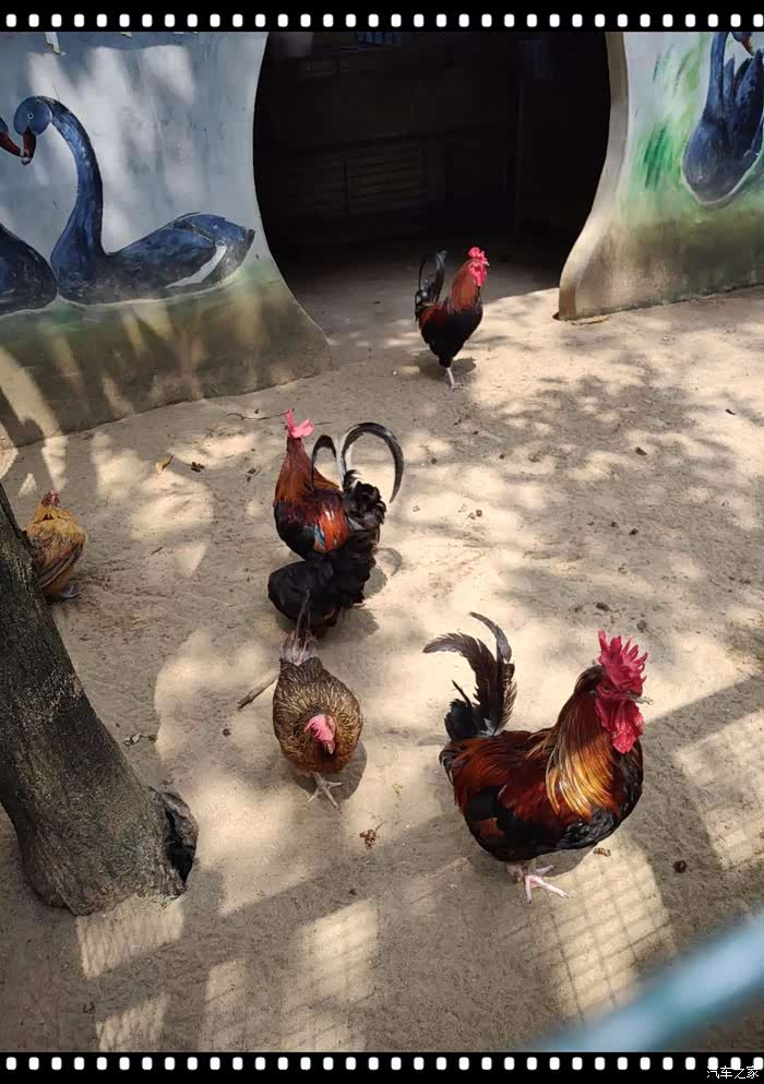 【支持育儿论坛】龙凤山庄一日游