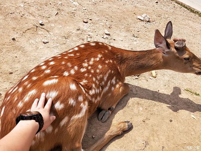 鶴壁河南帝豪gs俱樂部八達嶺野生動物園之旅多圖