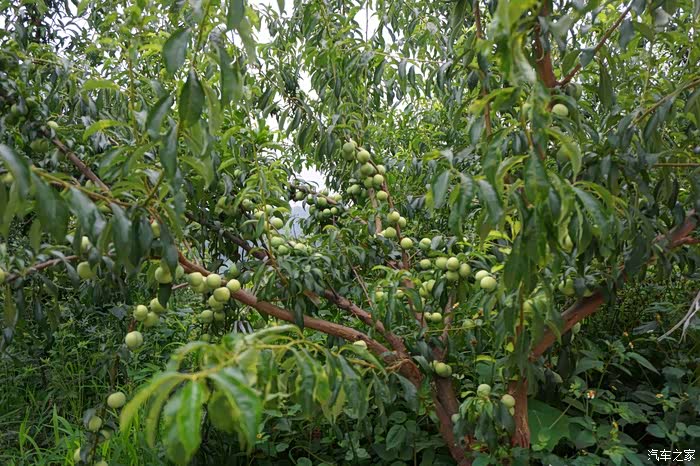 乡间小道漫步惊喜忽现一片李子林