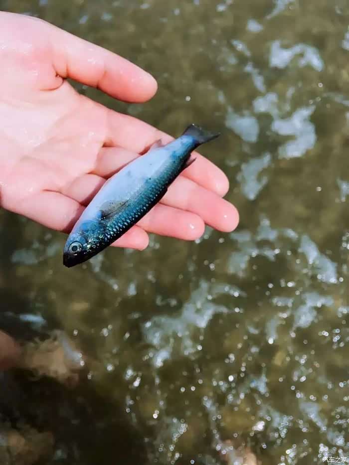 还真在海边抓到了条小鱼,不错
