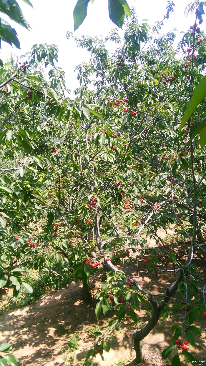 西安白鹿原樱桃采摘