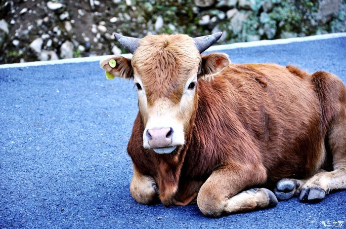 路上遇到的小牛,好温顺的眼神,耳朵上还戴着耳钉,我拍照的时候很怕它
