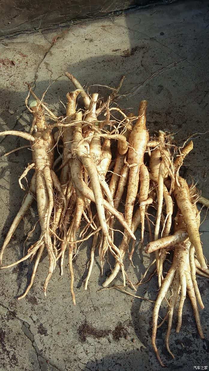 帮我看看这个是啥子参是泡酒迈还是炖汤好