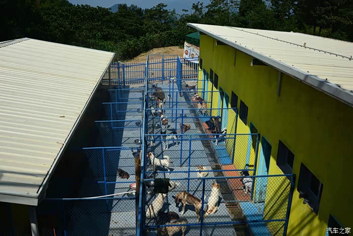 狗年春节给流浪狗基地的毛孩子们过本命年