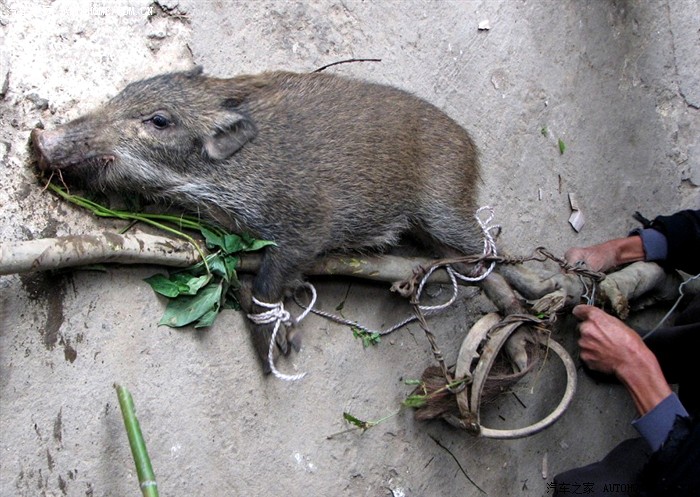 国庆回到大山深处找寻童年记忆打野猪摘野果海量图