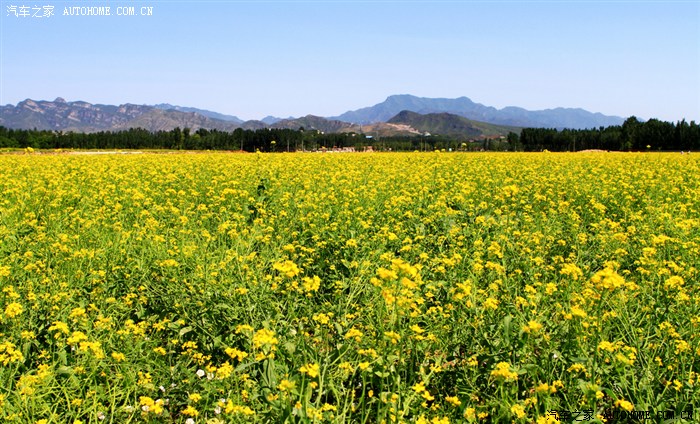 【图】【京郊自由行】 5月16日 房山长沟油菜花盛开_北京论坛_汽车之