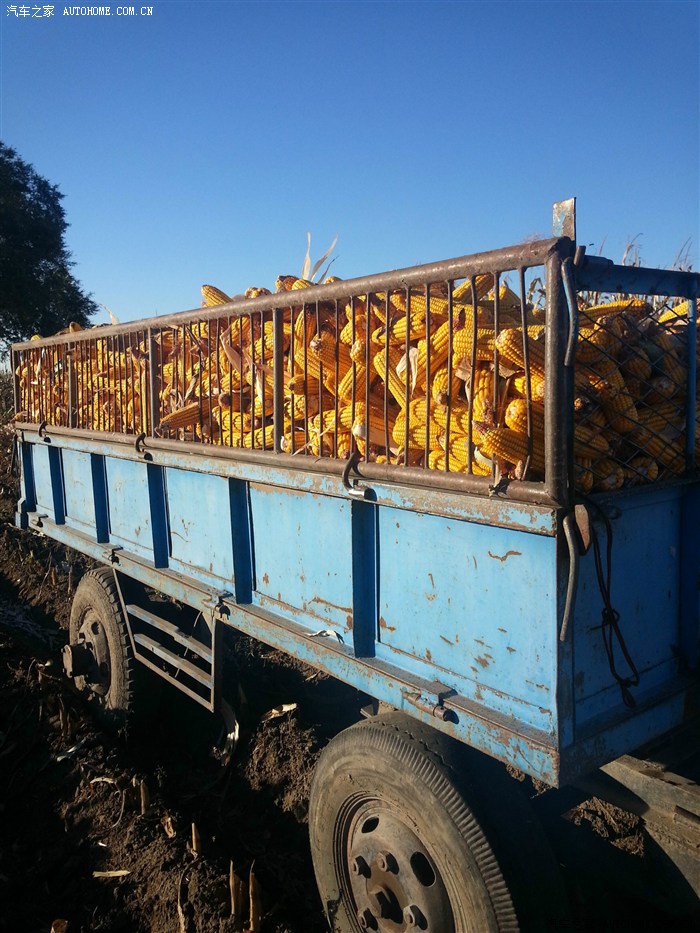 冰城小奔十一去鹤城收玉米满载丰收与希望