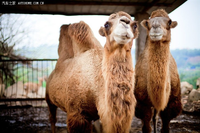 两年的g6上了自动离合器一下就感觉高端大气上档次了还出了趟省