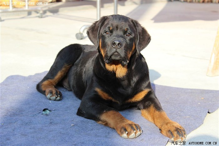 【图】爱狗爱到这样,是什么节奏._上海论坛_汽车之家论坛