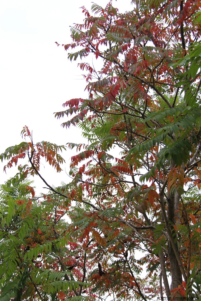 彩树五彩缤纷