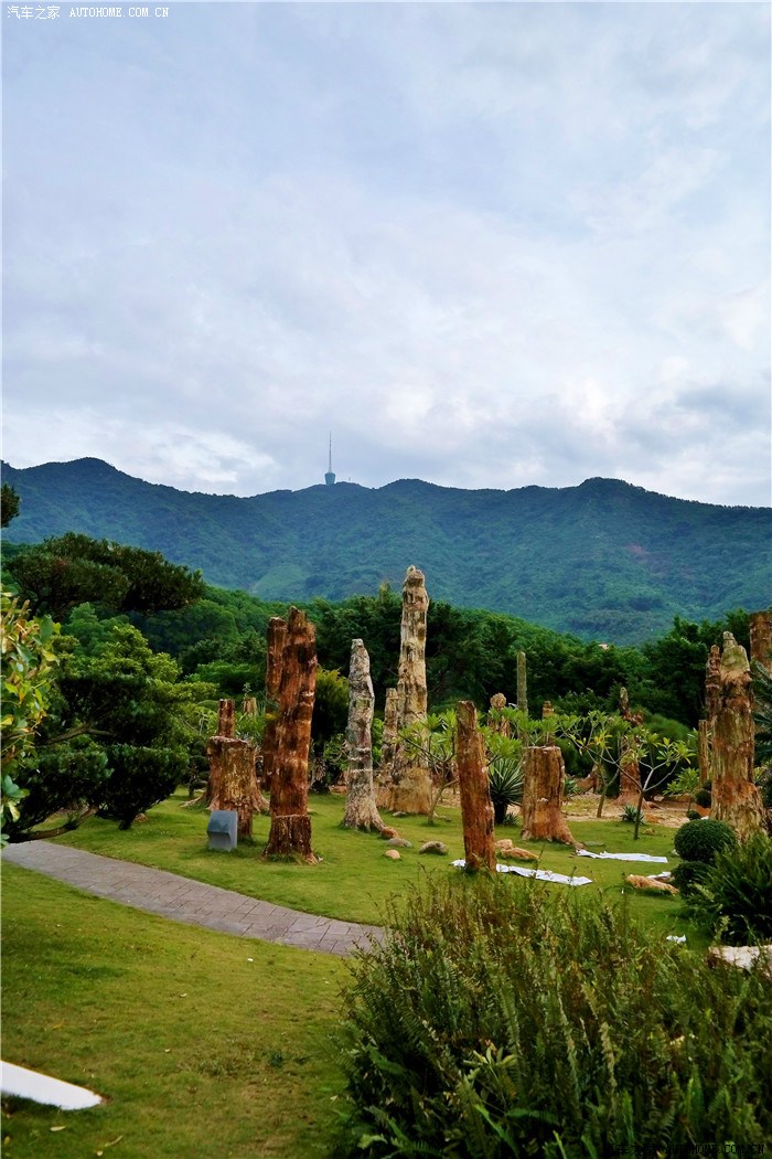 深圳仙湖植物園下一億三千萬年前的植物古化石