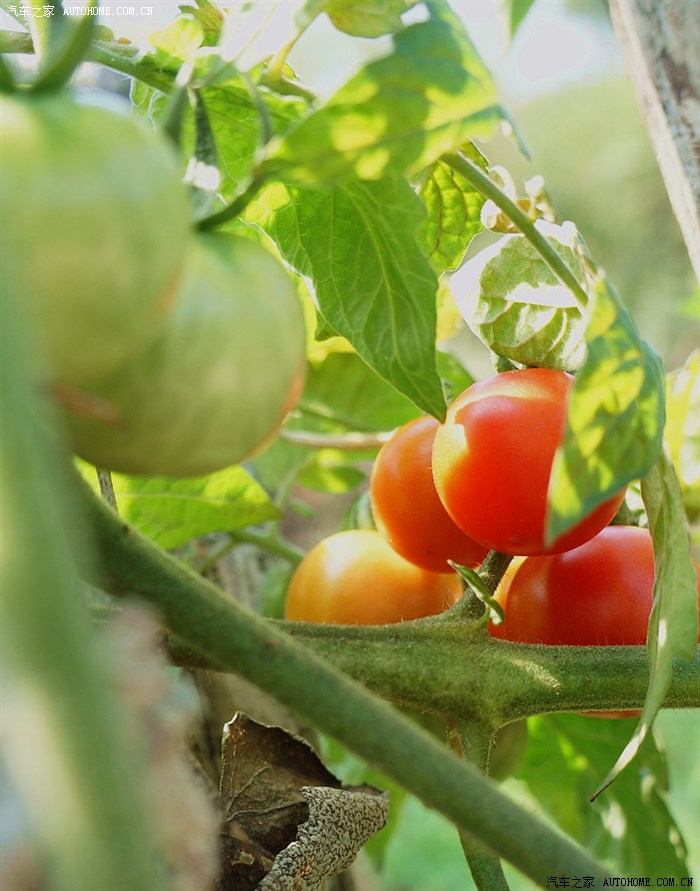 农家篱笆上的土番茄,味道好极了