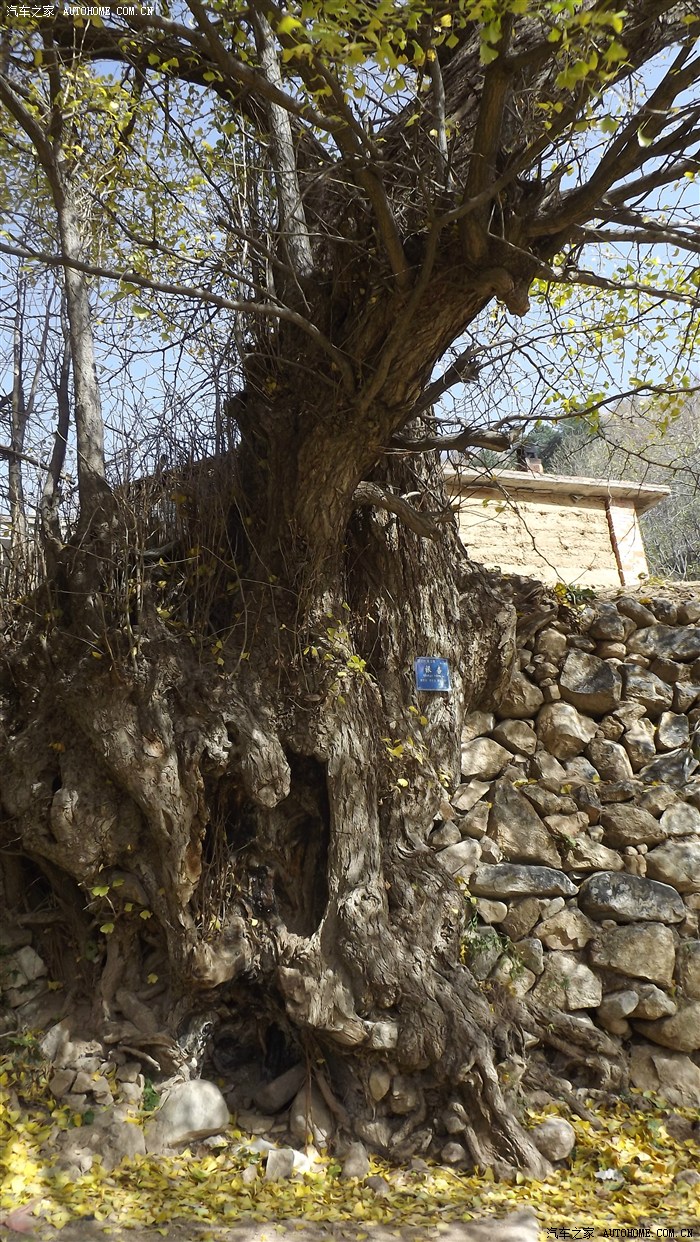 满地黄金甲-千年银杏