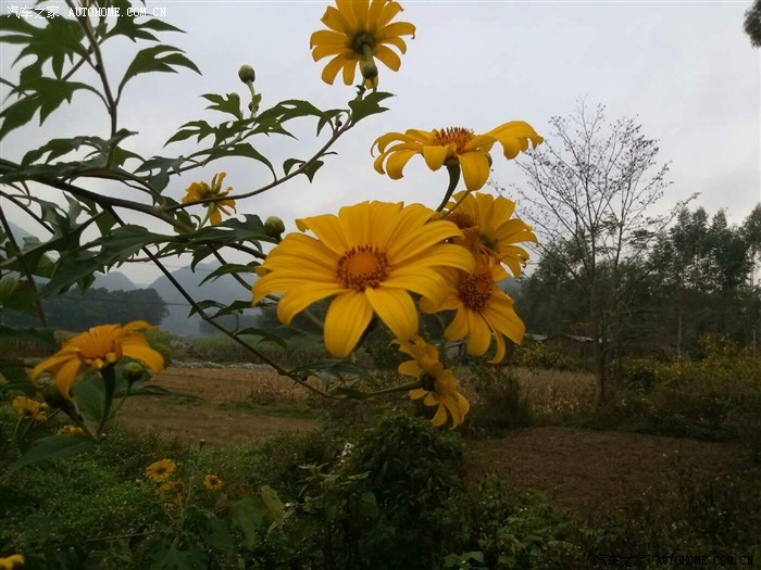 手機黨上點野葵花