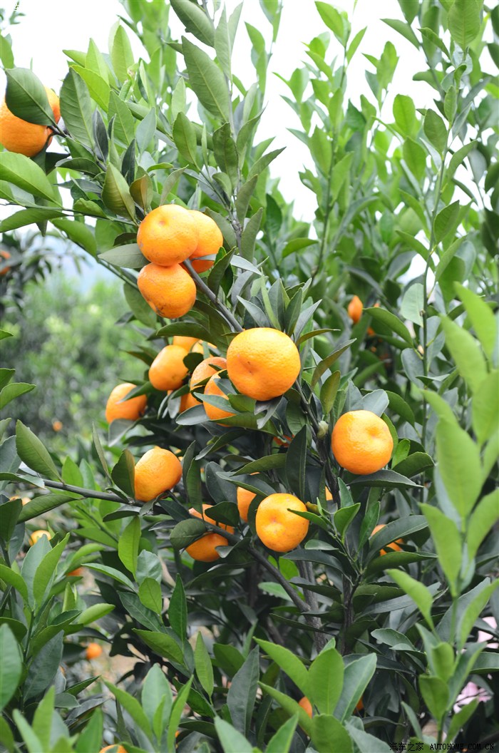 20131116柳城摘果