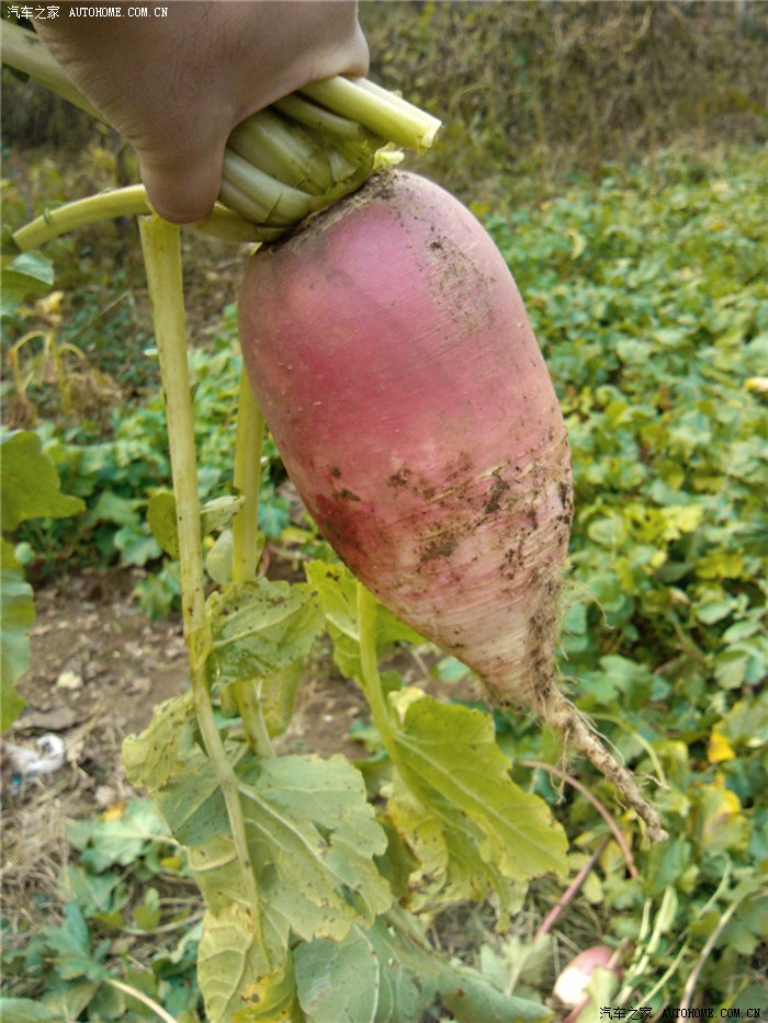 秋收的季节续丰收的果实小朋友出场拔萝卜咯