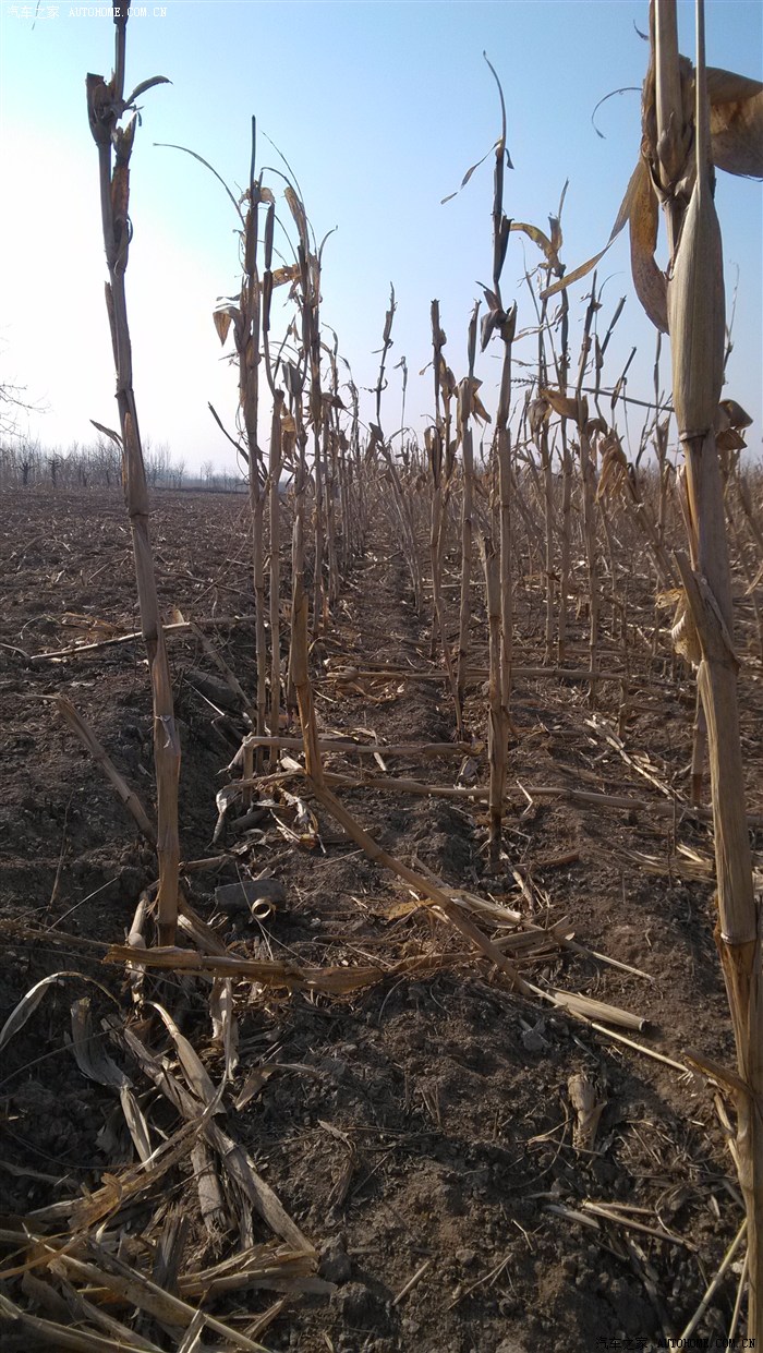 干枯的玉米竿.