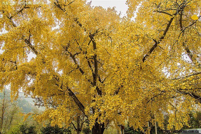 晚秋上海周边八都岕赏金色银杏太湖畔品美味湖鲜