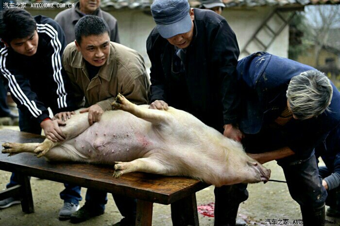 看恩施乡村过年杀年猪转自湖北论坛