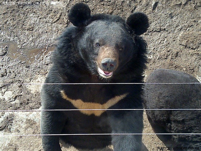 它的耳朵朵玩啊 圆圆的 这个熊可亲呢