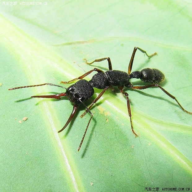 有人养蚂蚁宠物么?最近迷上了