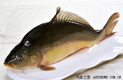 吃了,吃的三道鳞高背大鲤鱼.