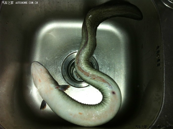 港饮港食.野生钱鳗炖虫草滋补篇