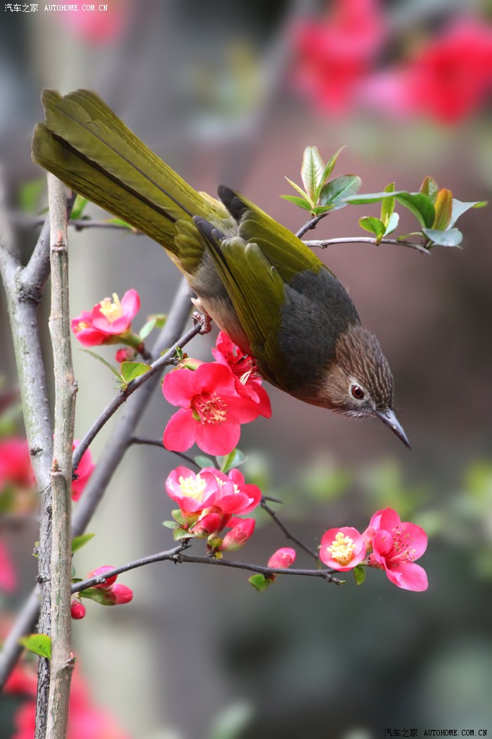 【生态】鸟之春