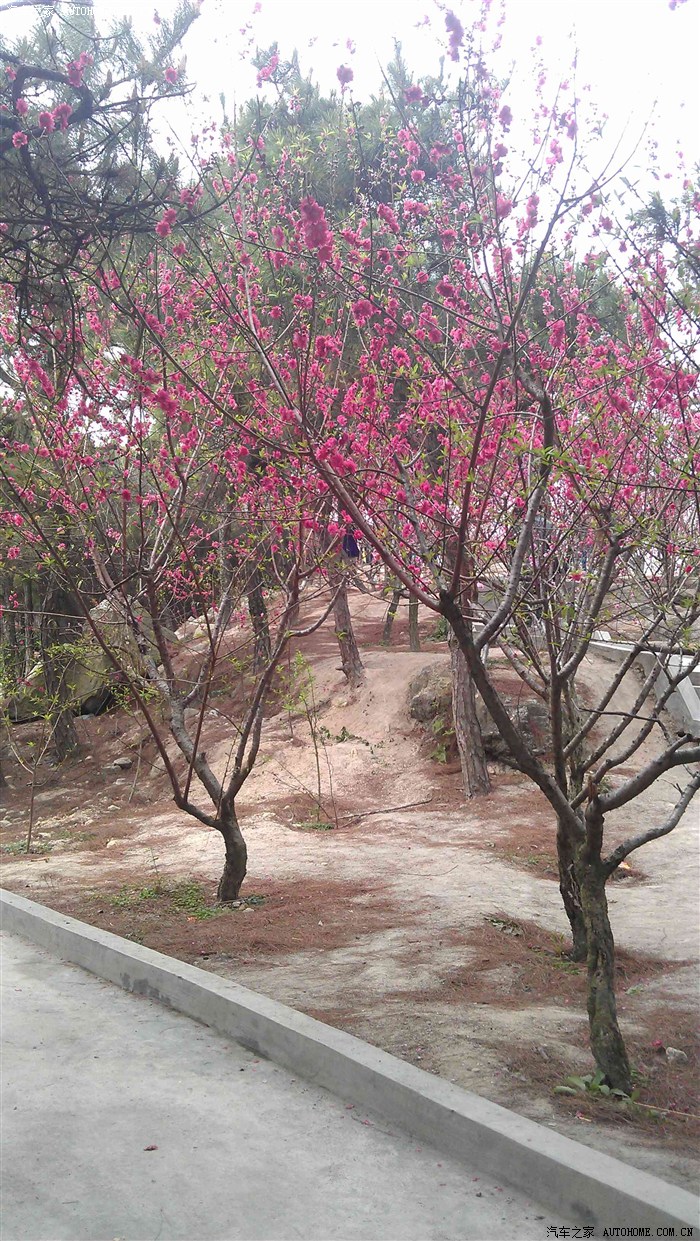 千树万树桃花开之汕头巨峰寺赏桃花