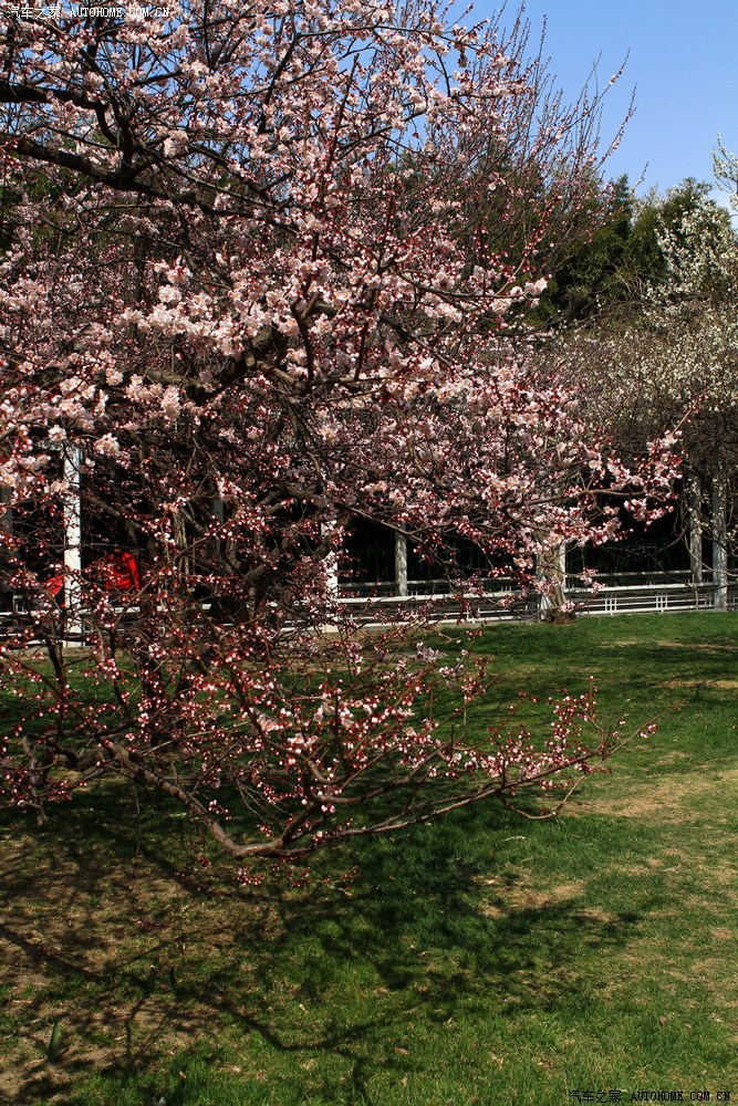 梅园暗香北京中山公园梅园赏花阵阵清香令人陶醉