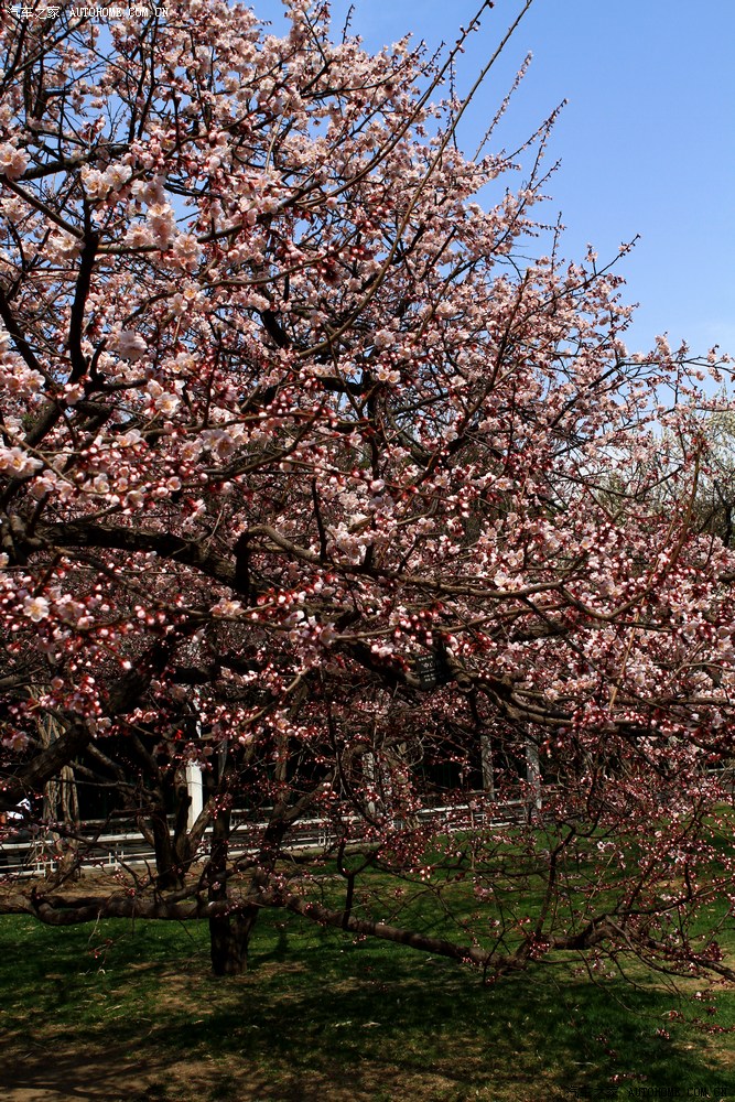 梅园暗香北京中山公园梅园赏花阵阵清香令人陶醉