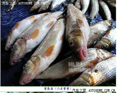 黑龙江名鱼:三花五罗十八子七十二杂鱼