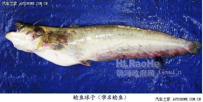 黑龍江名魚:三花五羅十八子七十二雜魚